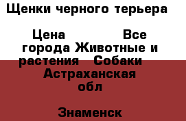 Щенки черного терьера › Цена ­ 35 000 - Все города Животные и растения » Собаки   . Астраханская обл.,Знаменск г.